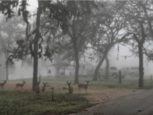 Burleson County